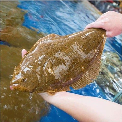 Cá Bơn Nâu Hàn Quốc - Sống