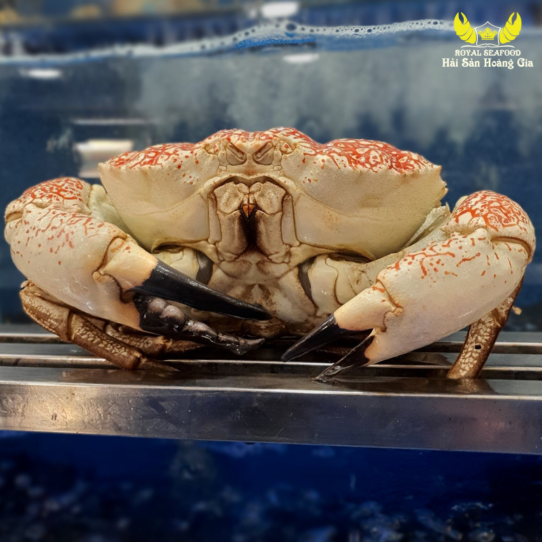 Cua Tasmania (Cua Khổng Lồ Nam Úc)