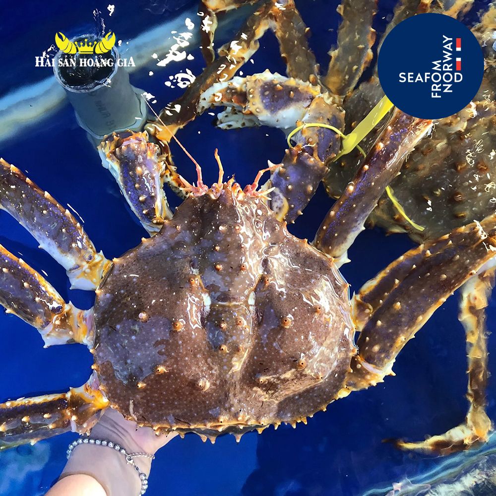 Cua Hoàng Đế - King Crab Đỏ - Sống