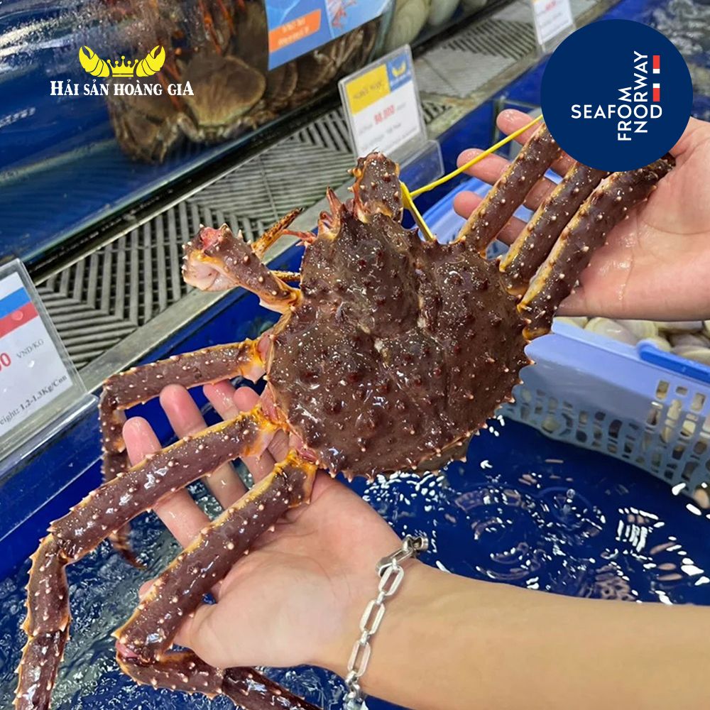 Cua Hoàng Đế - King Crab Đỏ - Sống