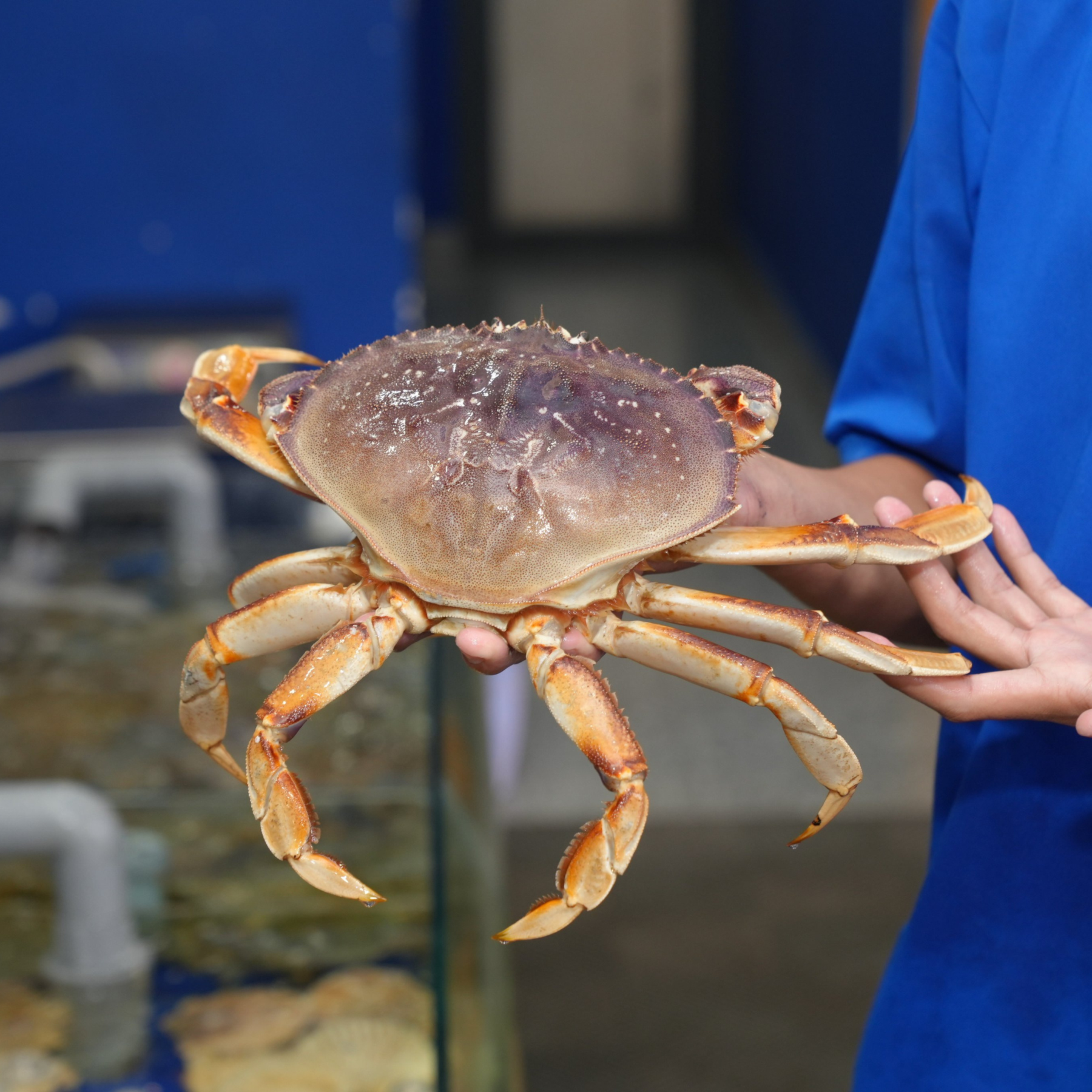  Cua Biển Canada (Cua Dungeness) - Sống 