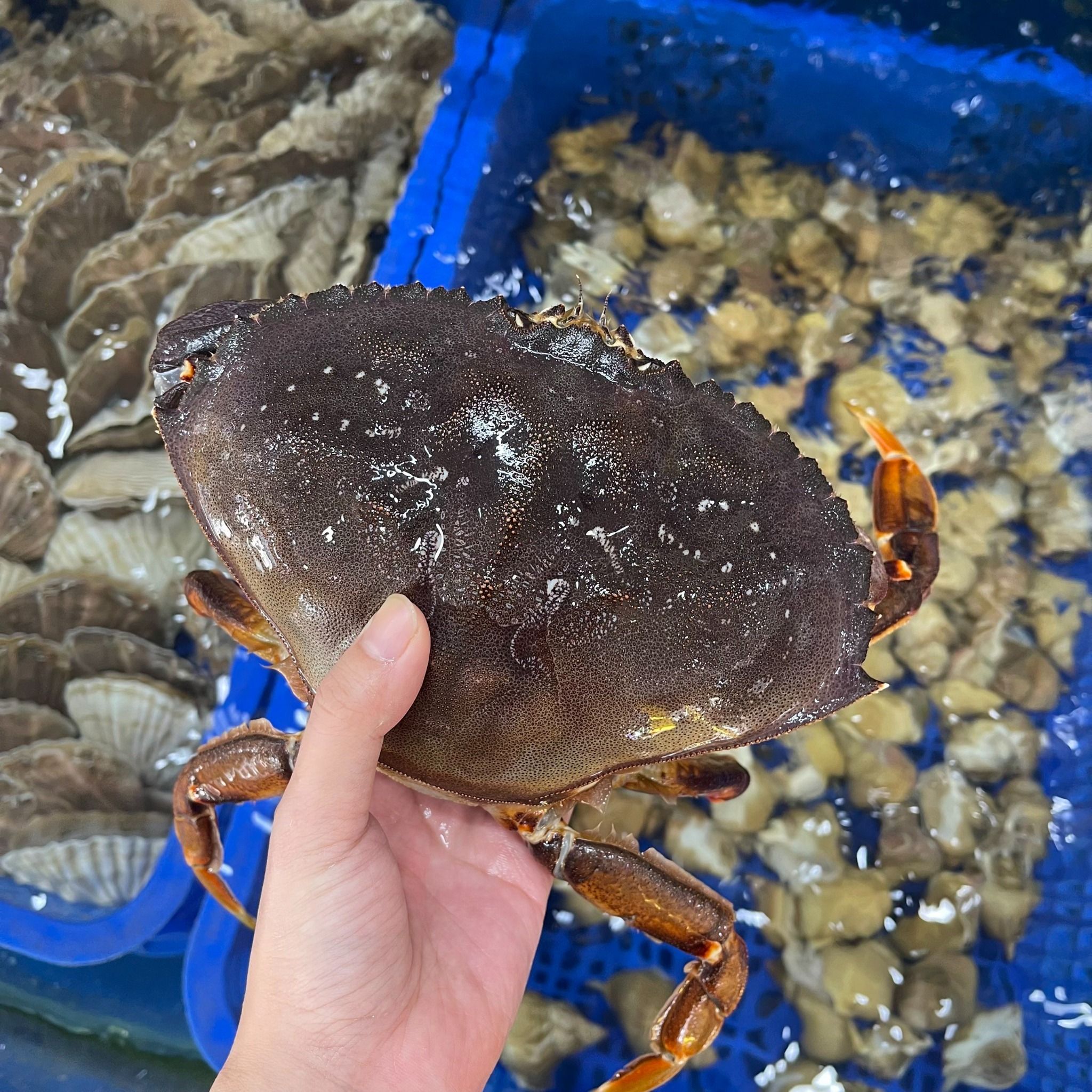  Cua Biển Canada (Cua Dungeness) - Sống 