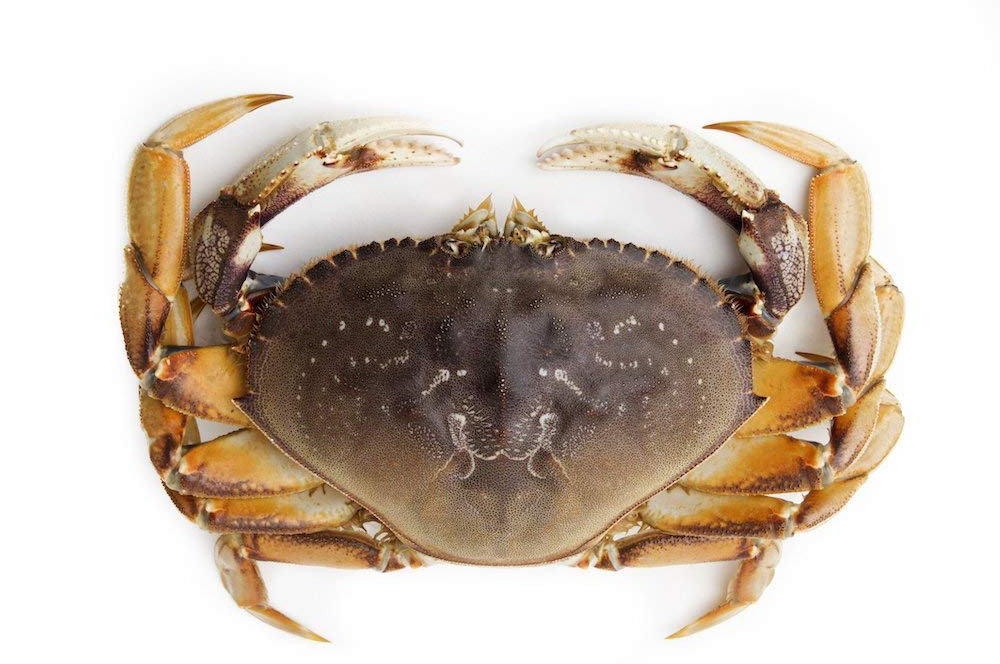 Cua Bắc Mỹ (Dungeness)