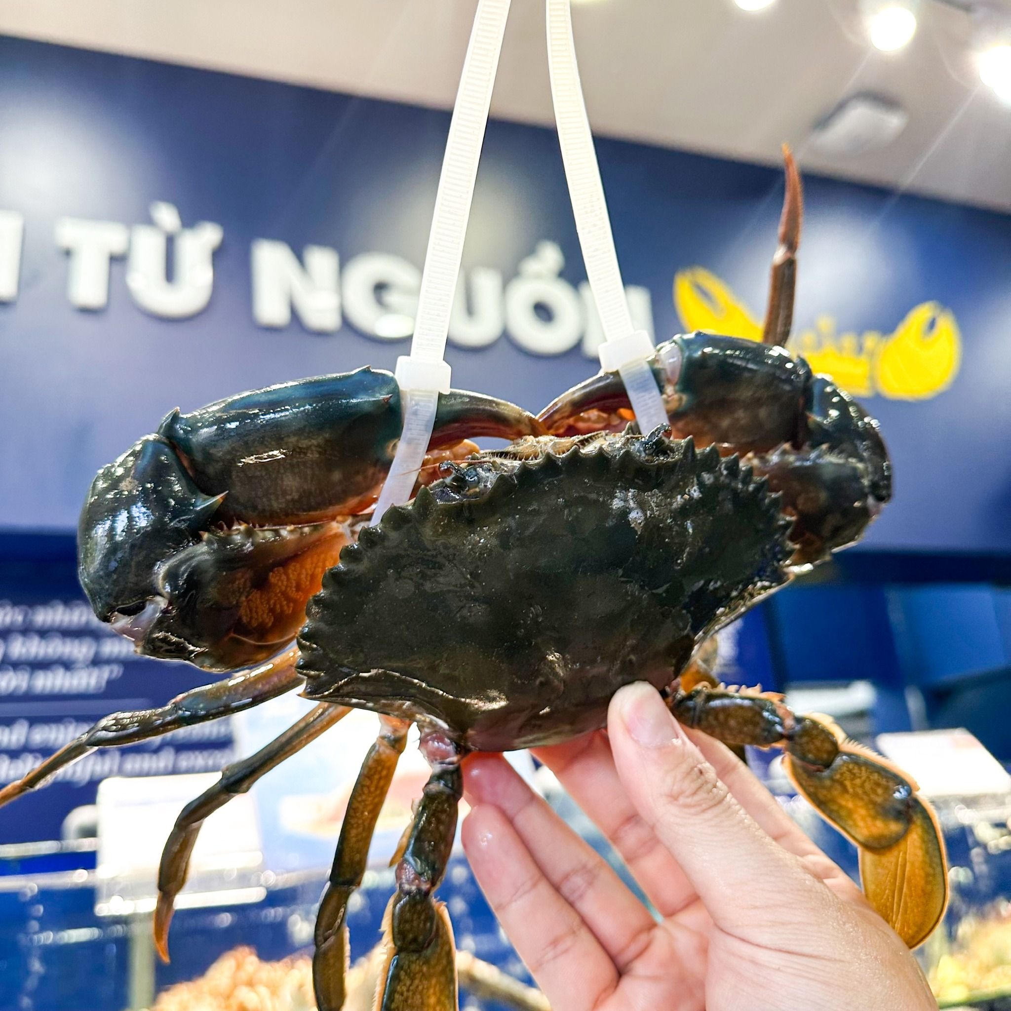 Cua Gạch Cà Mau Không Dây - Sống