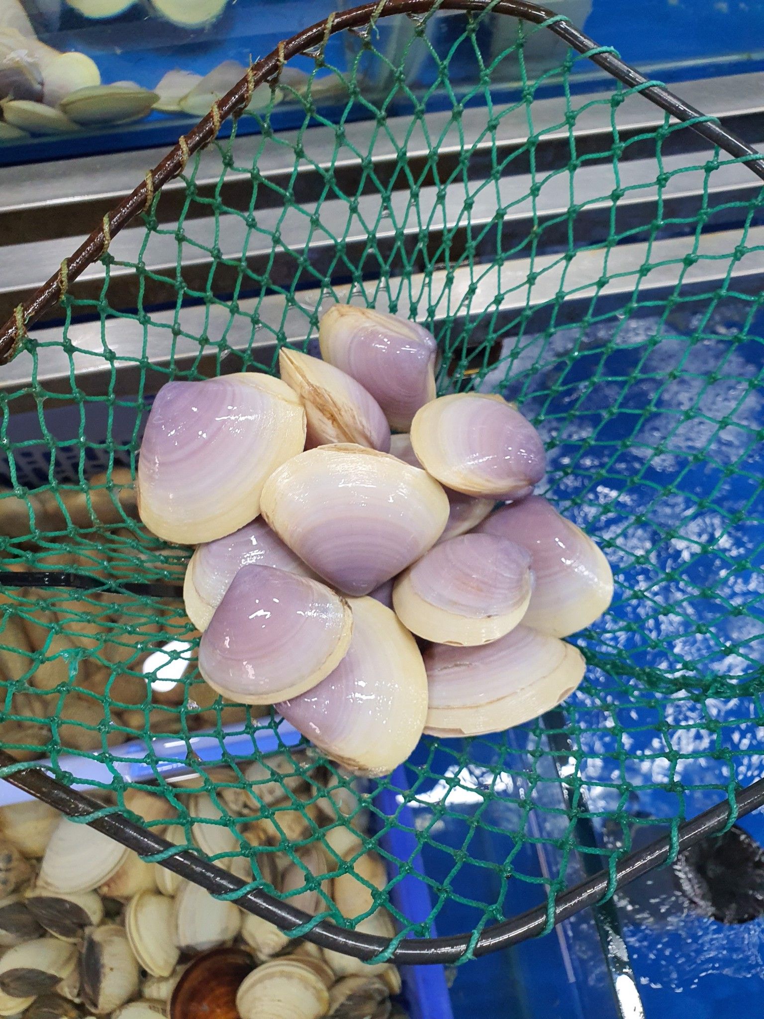 Nghêu Ngọc