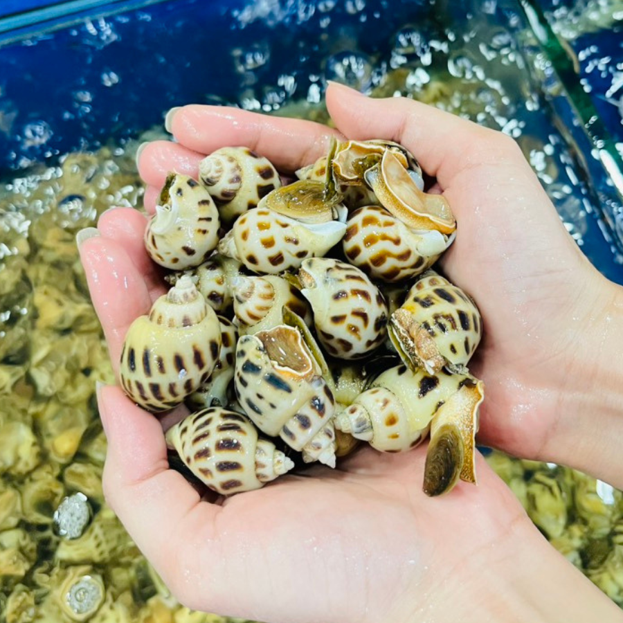 Ốc Hương Sữa (Size 50-80 Con/kg) - Sống