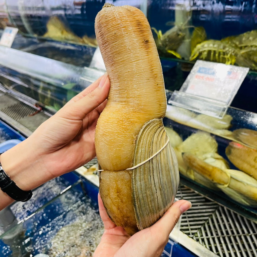 Ốc Vòi Voi - Sống