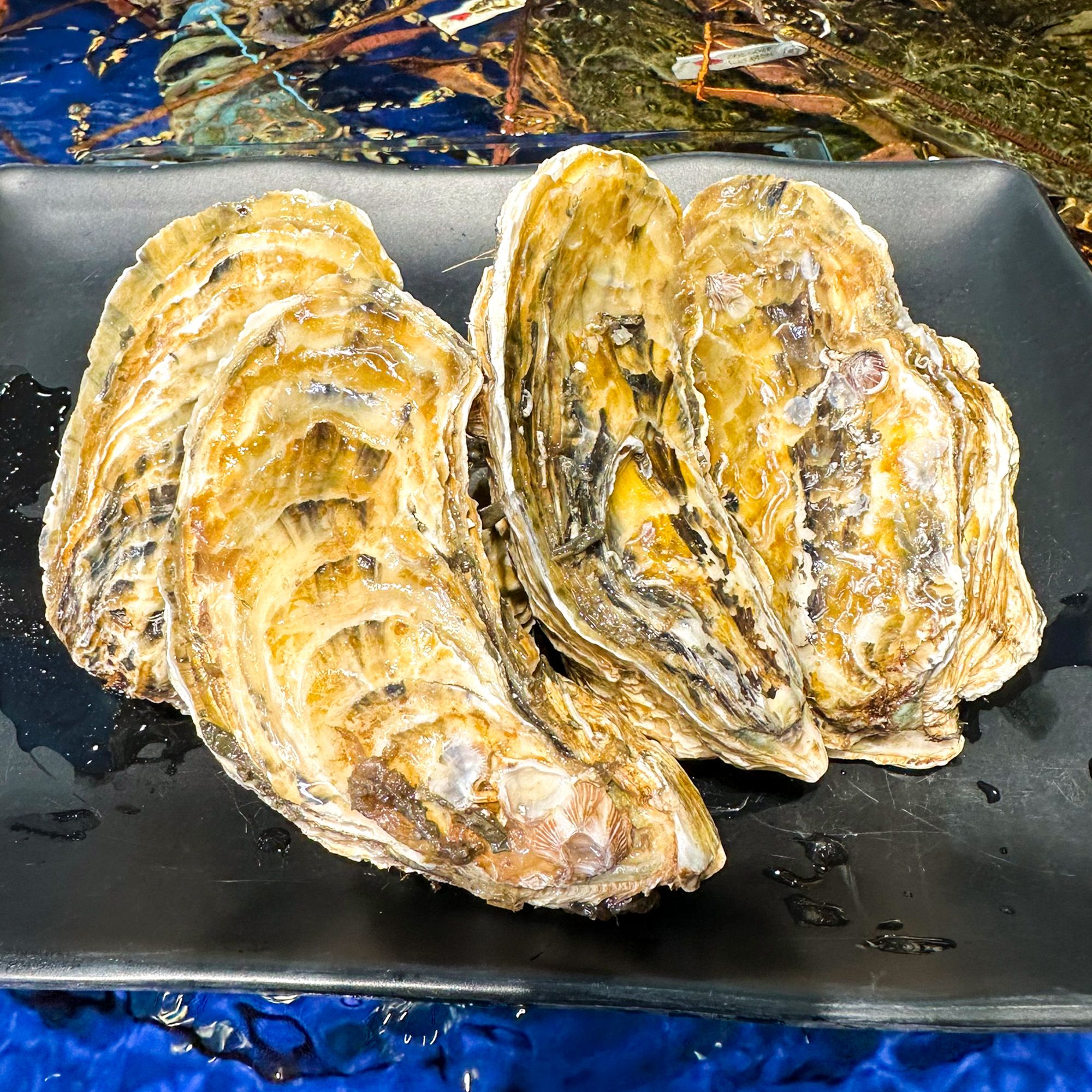  Hàu Vàng Hàn Quốc - Sống (Con) 