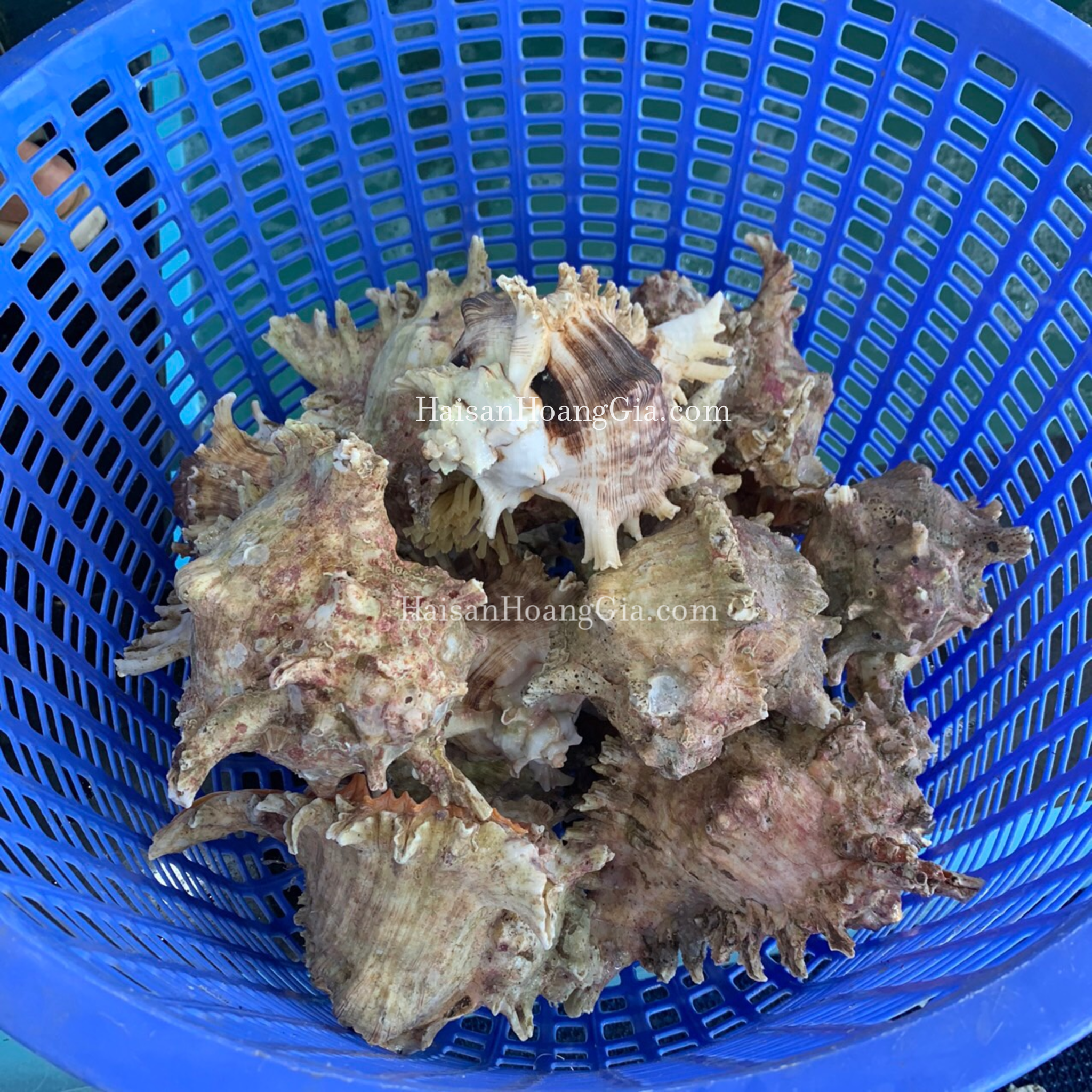 Ốc gai (kg)
