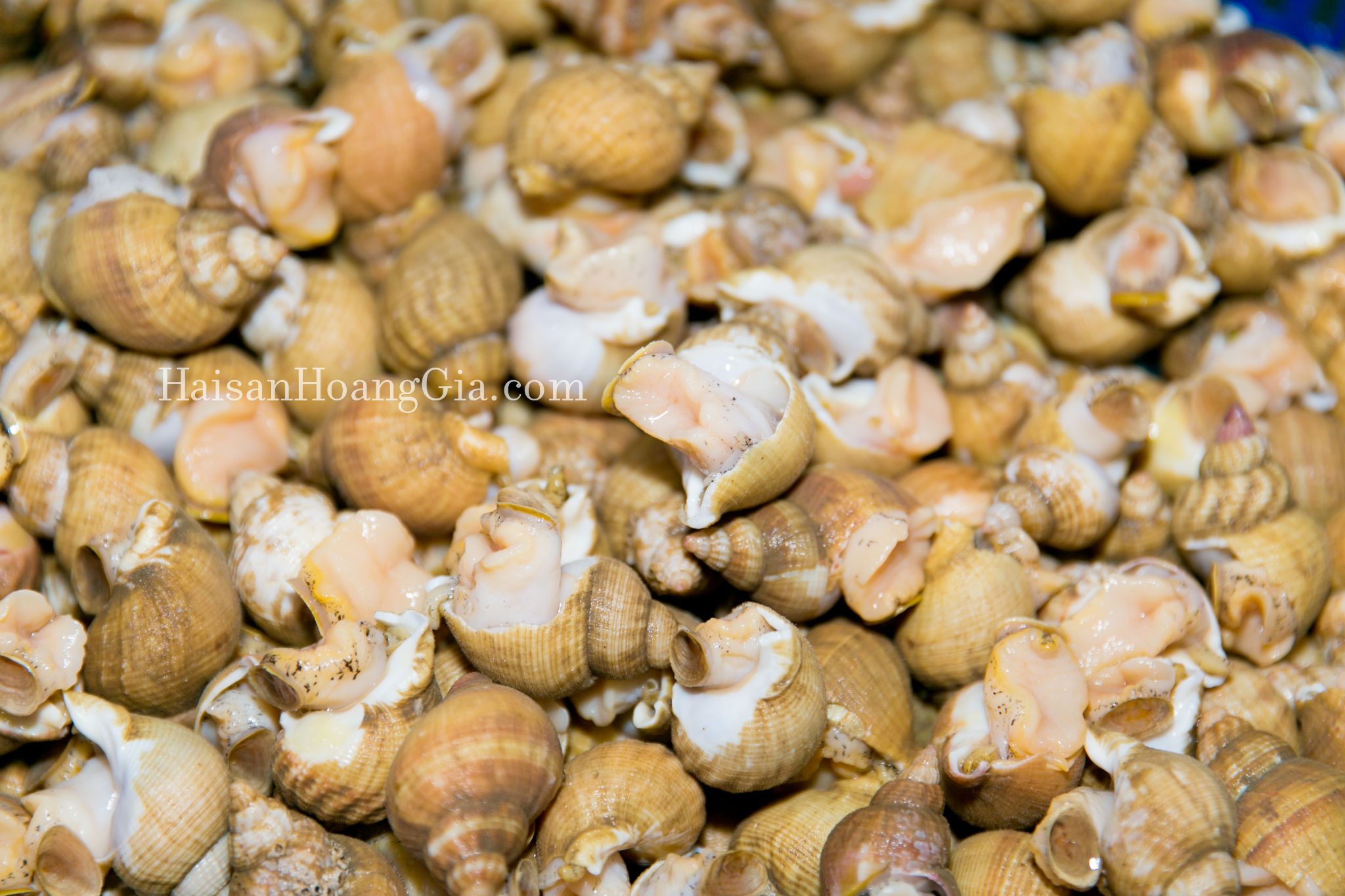 Ốc Bulot Ireland (kg)