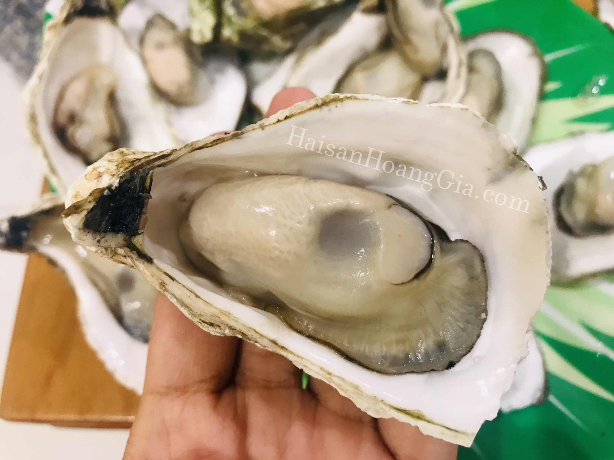 Hàu giống Pháp (con)