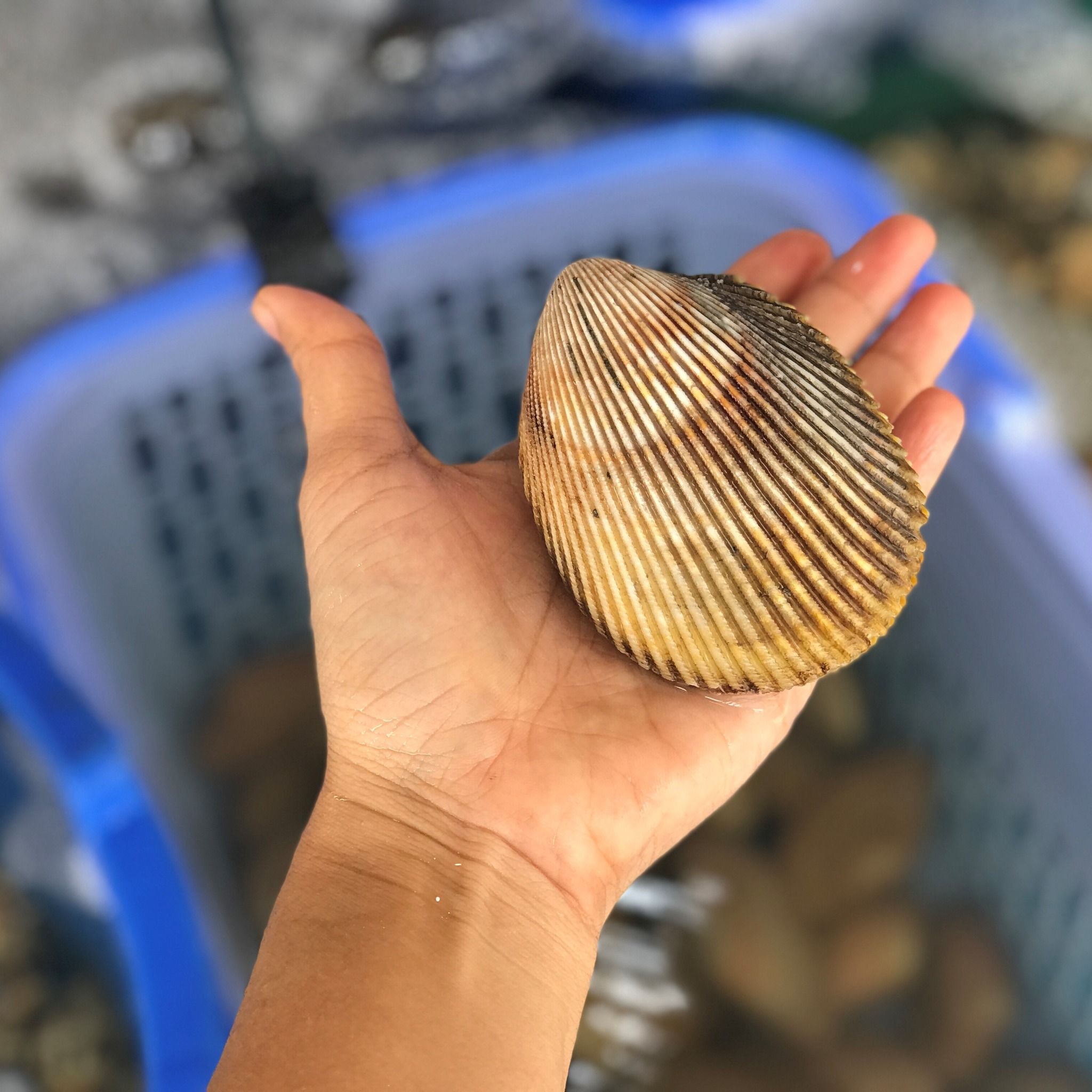 Sò Dương (kg)