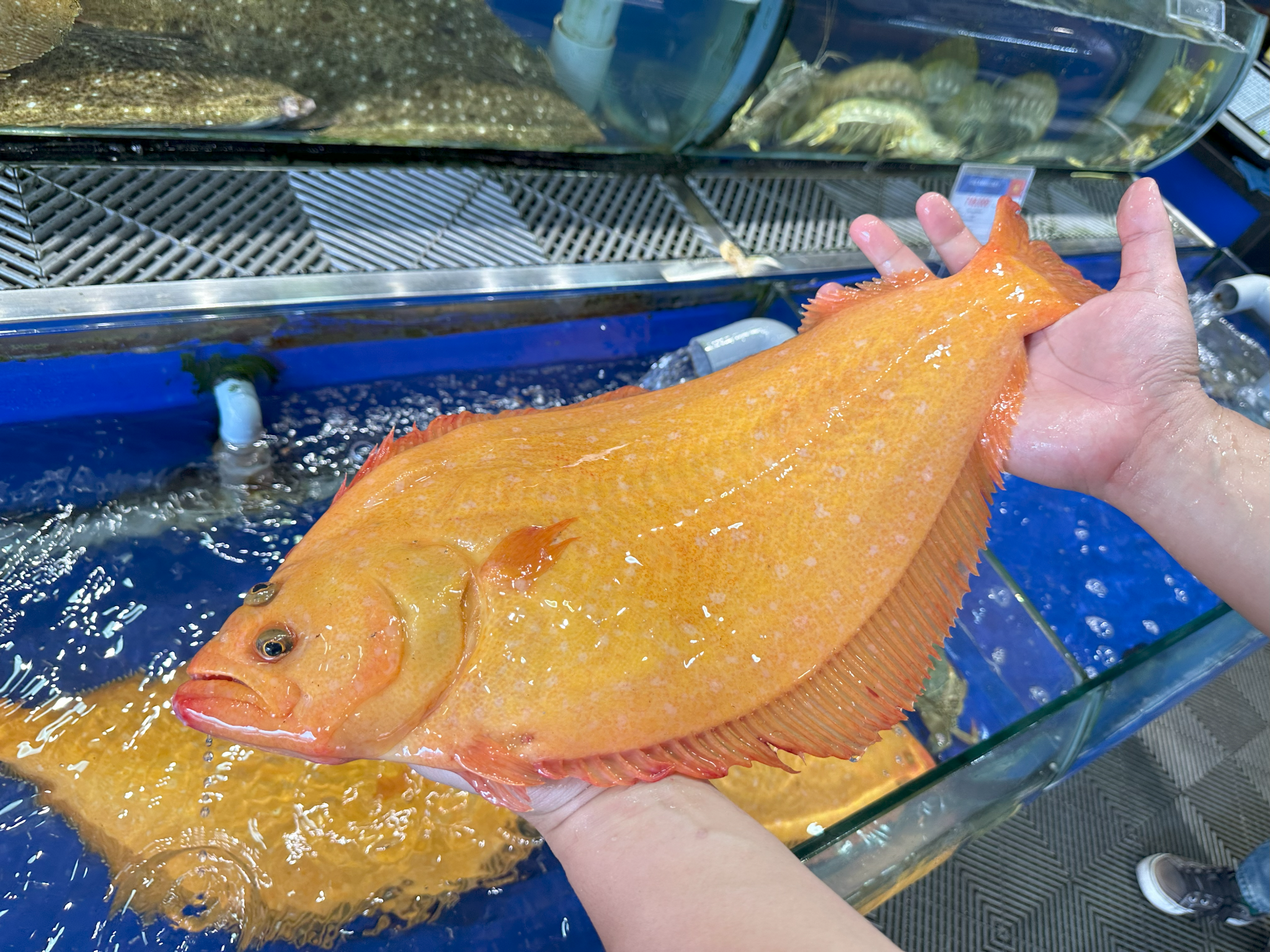  Cá Bơn Vàng Hàn Quốc - Sống 