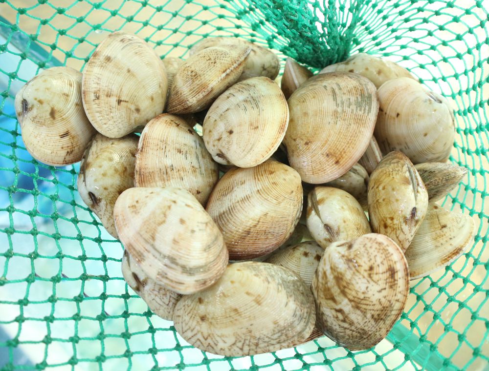 Nghêu hai cồi (kg)