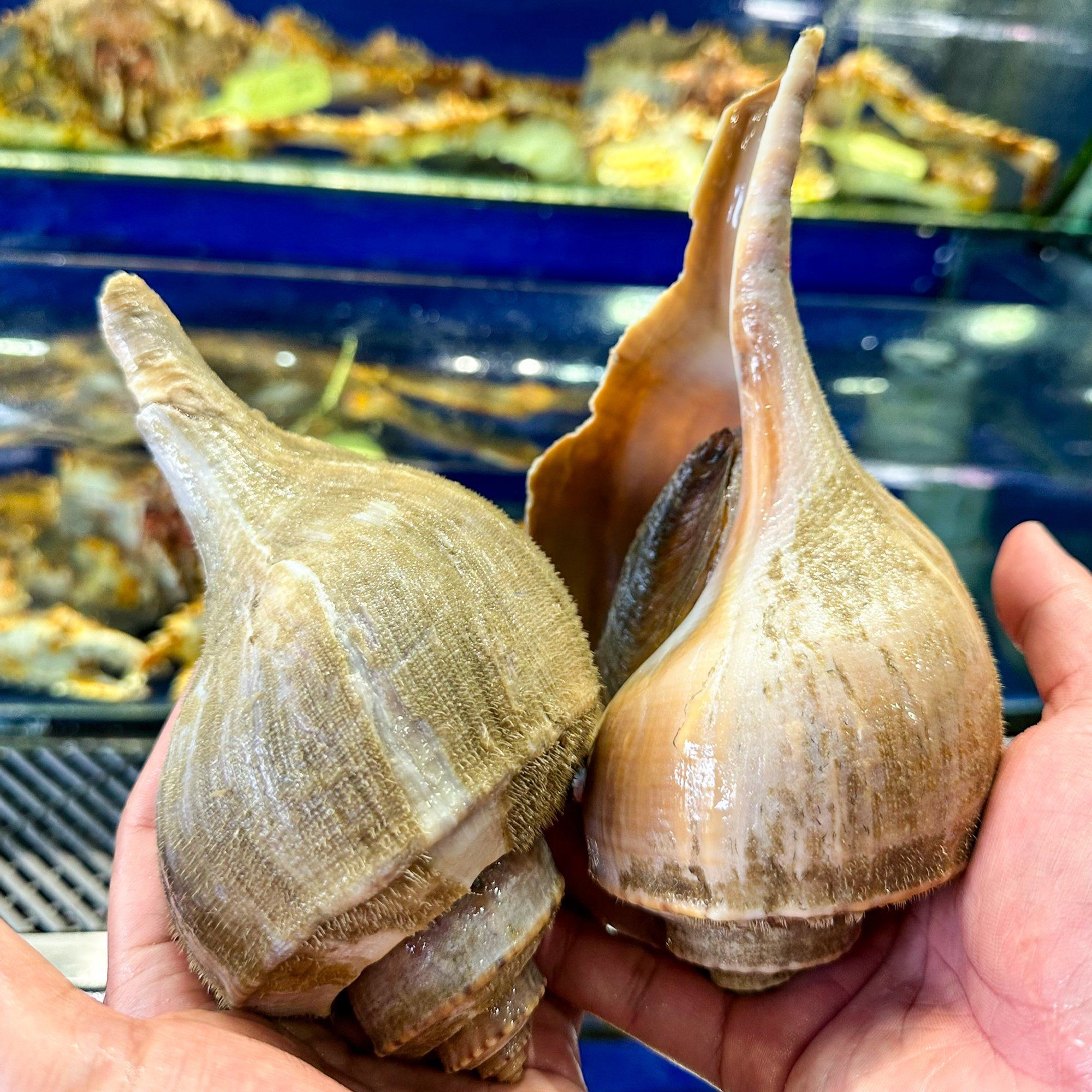 Ốc Channel (Ốc Kèn Bắc Mỹ) - Sống