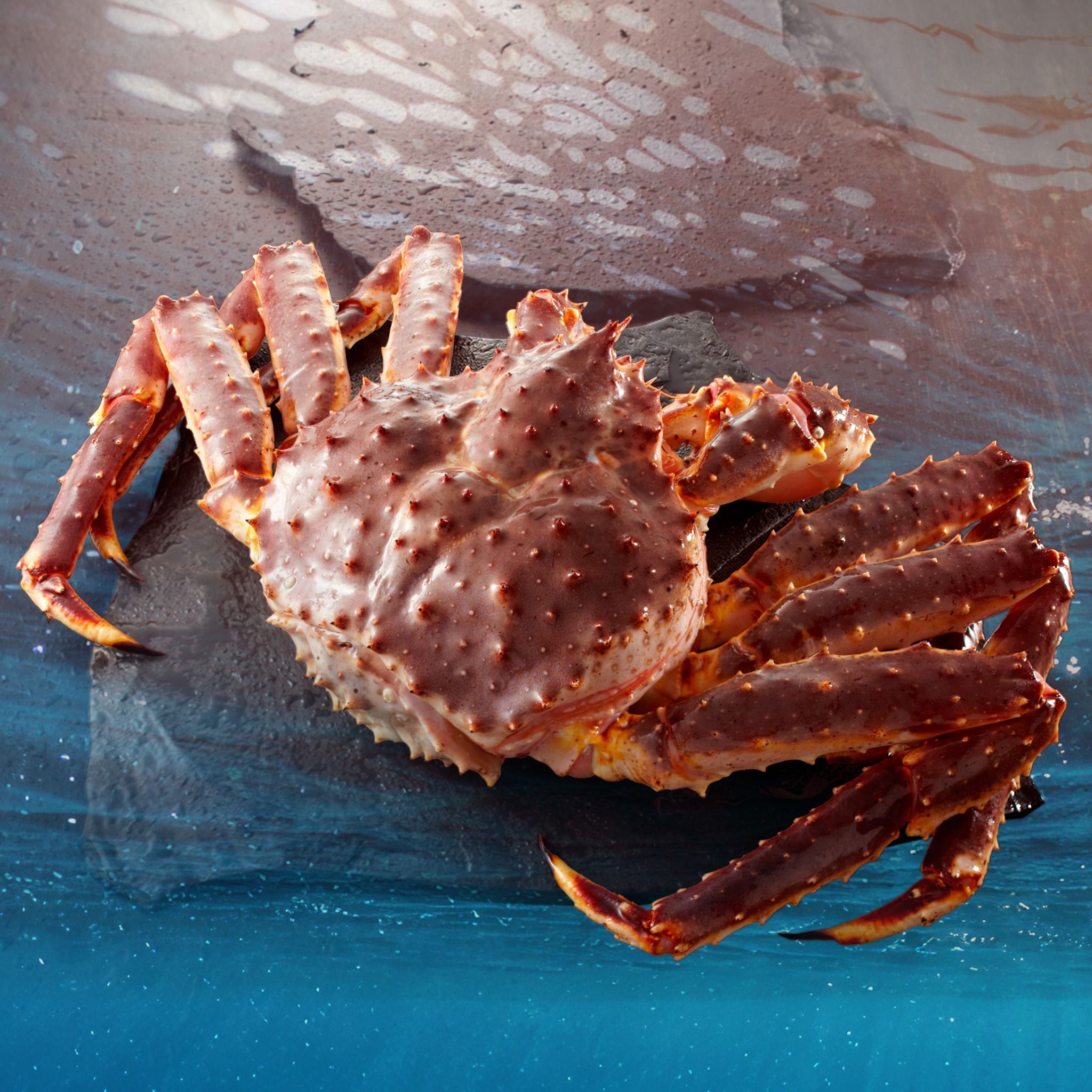 Cua Hoàng Đế - King Crab Đỏ - Sống