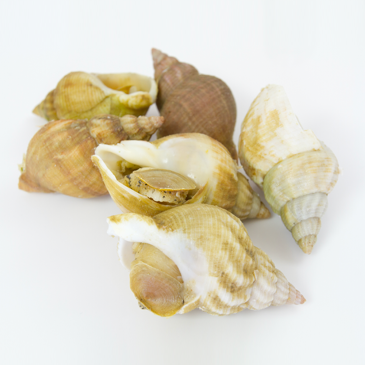 Ốc Bulot Ireland (kg)