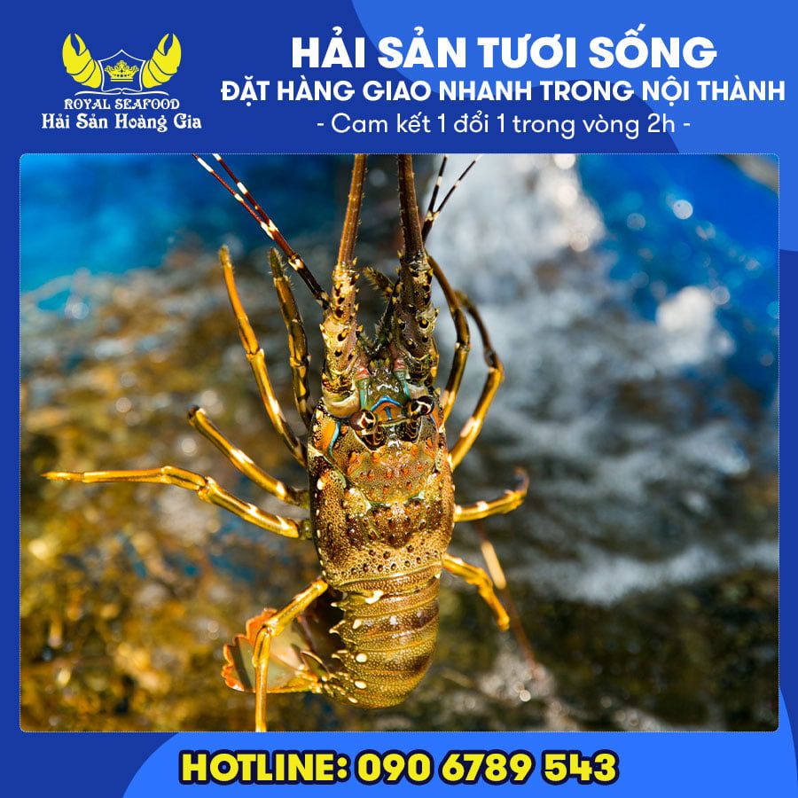  Tôm Hùm Xanh (Size Đặc Biệt) - Sống 