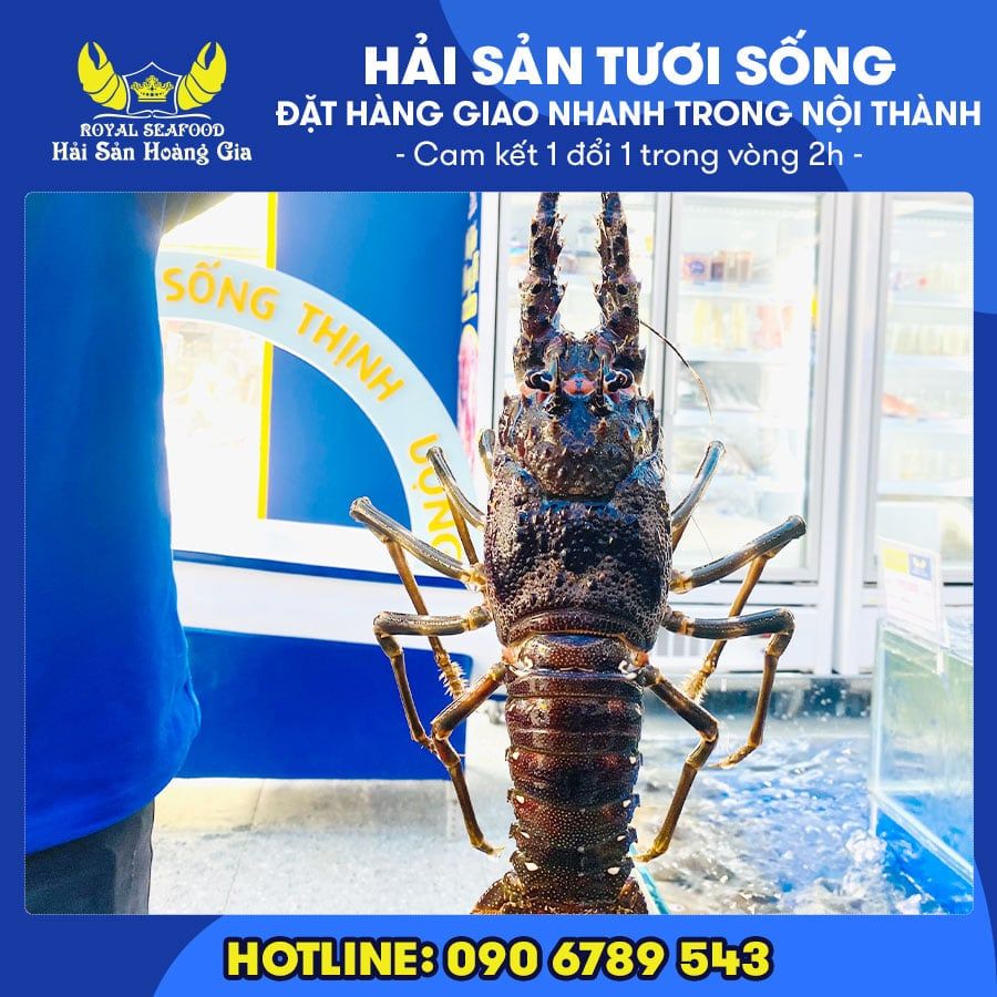  Tôm Hùm Xanh (Size Đặc Biệt) - Sống 