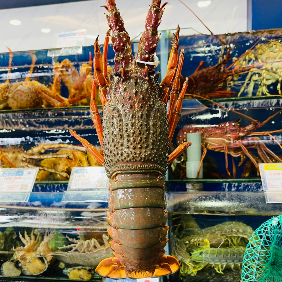Tôm Hùm Đông Úc - Sống (Kg)