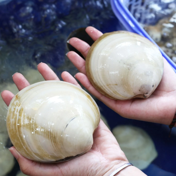 Sò Hoàng Hậu (Sò Bơ Mỹ/Nghêu Dầu) - Sống