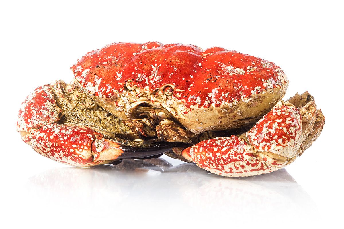 Cua Tasmania (Cua Khổng Lồ Nam Úc)
