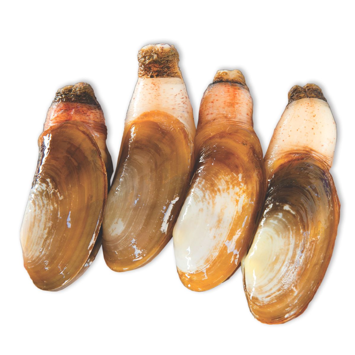 Tu hài (kg)