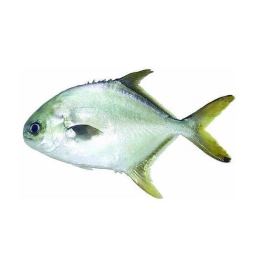 Cá chim trắng (kg)