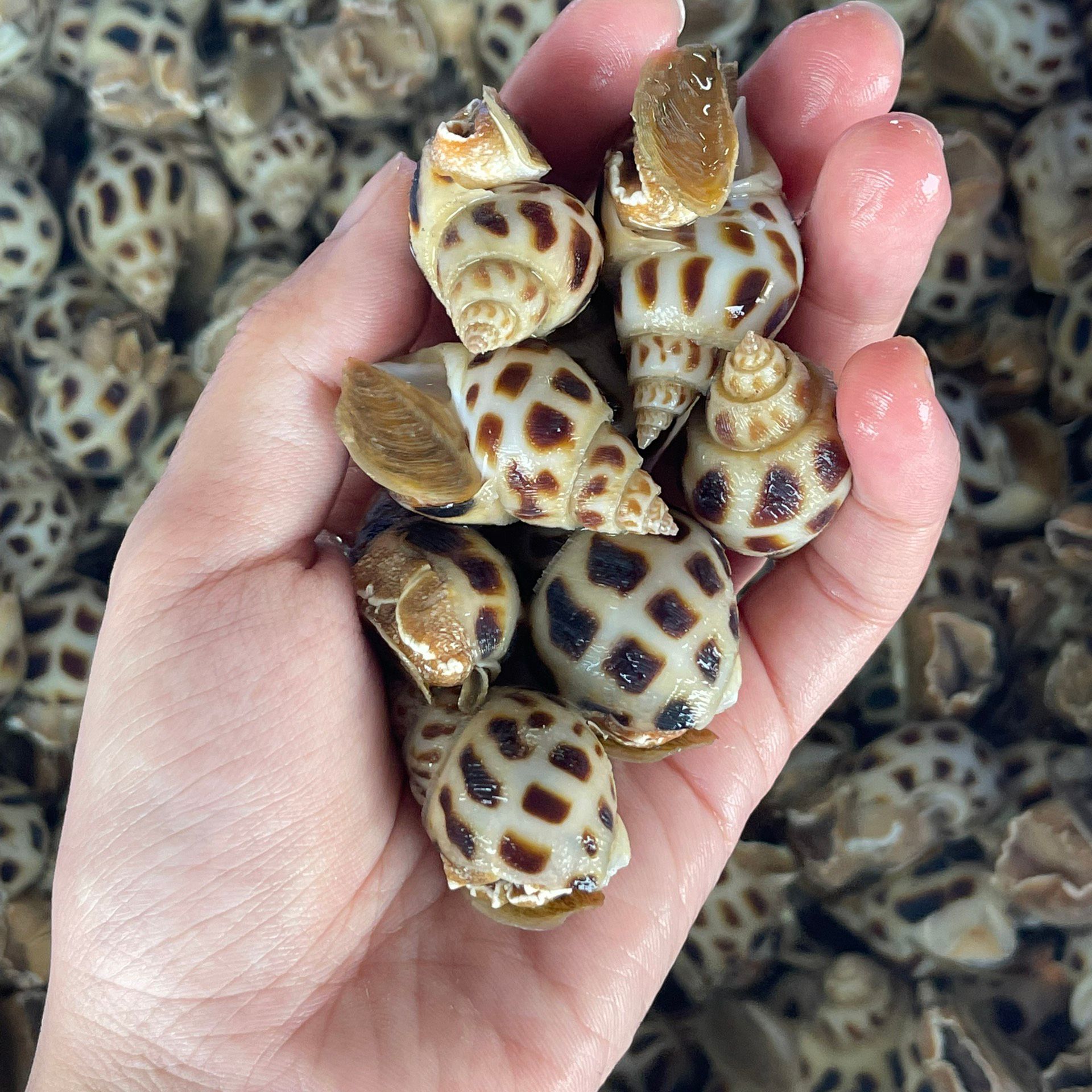 Ốc Hương Sữa (Size 50-80 Con/kg) - Sống