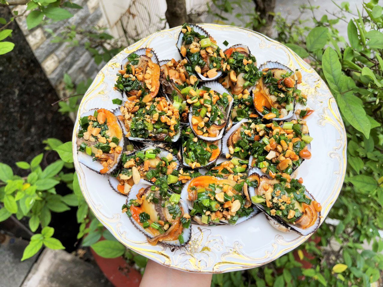 Sò Lông - Sống