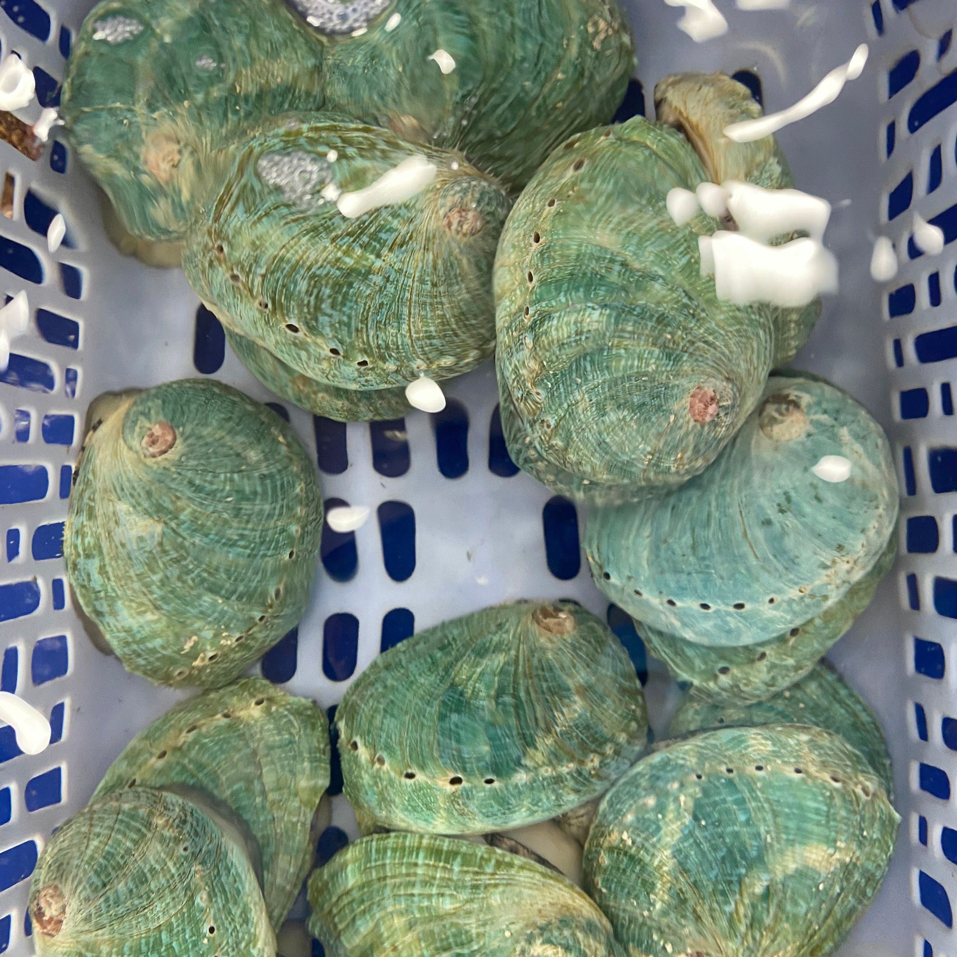 Bào Ngư Úc Xanh Ngọc Bích - Sống