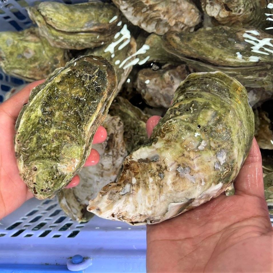 Hàu Đại Dương (Size Lớn) - Sống