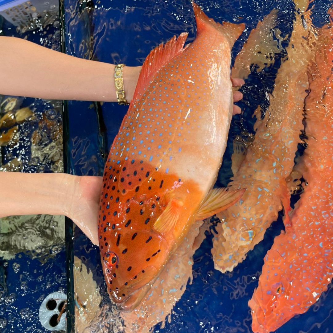 Cá Mú Đỏ (Kg) - Sống