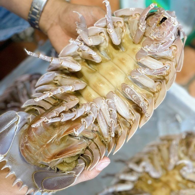 Bọ Biển Loại 1 - Sống (Kg)