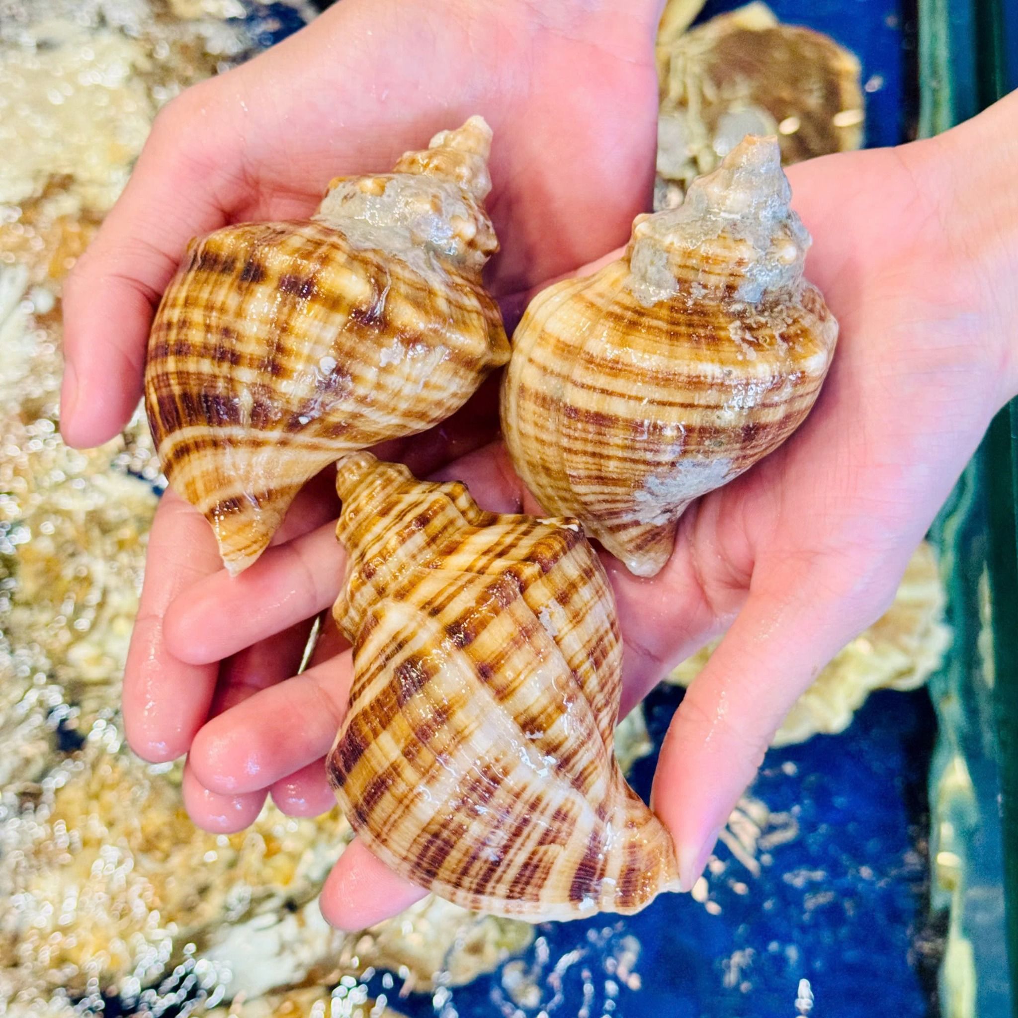 Ốc Xoắn Hàn Quốc (Ốc Stubugai) - Sống
