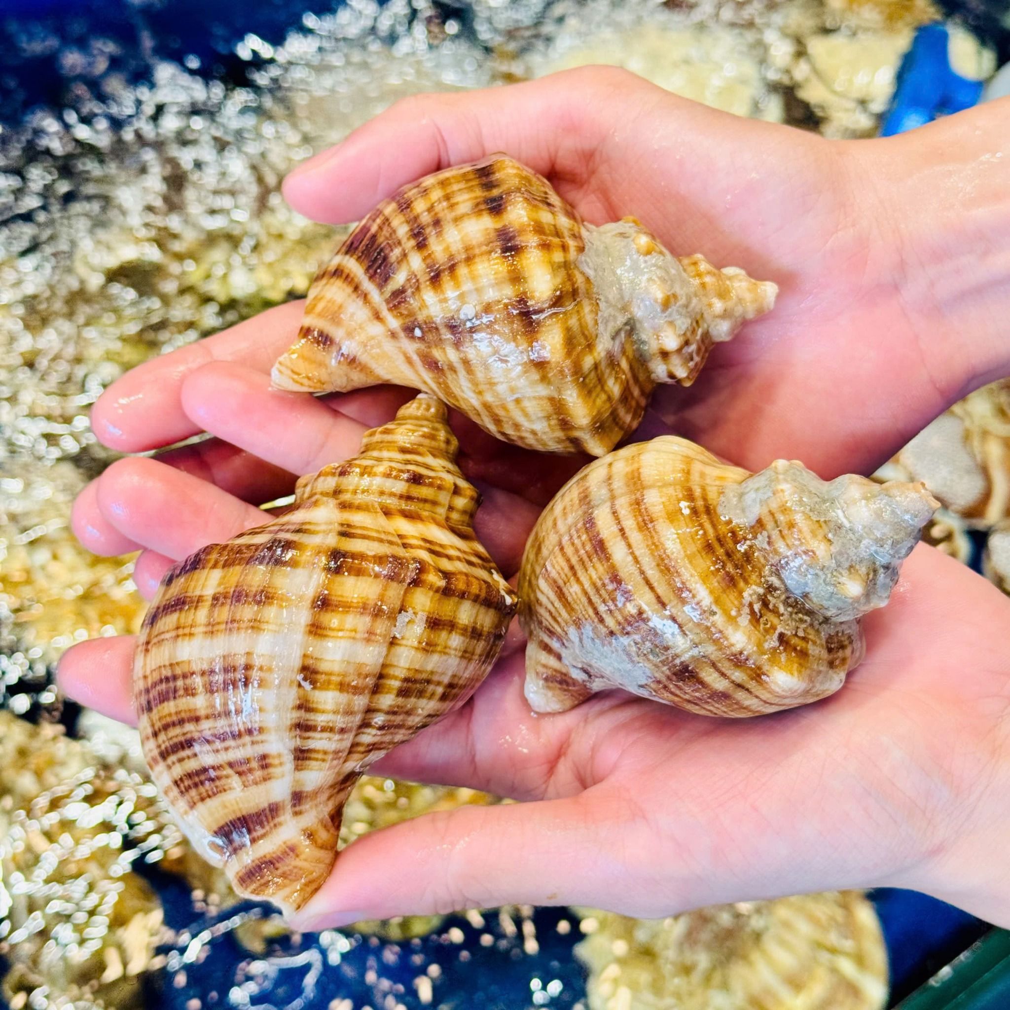 Ốc Xoắn Hàn Quốc (Ốc Stubugai) - Sống
