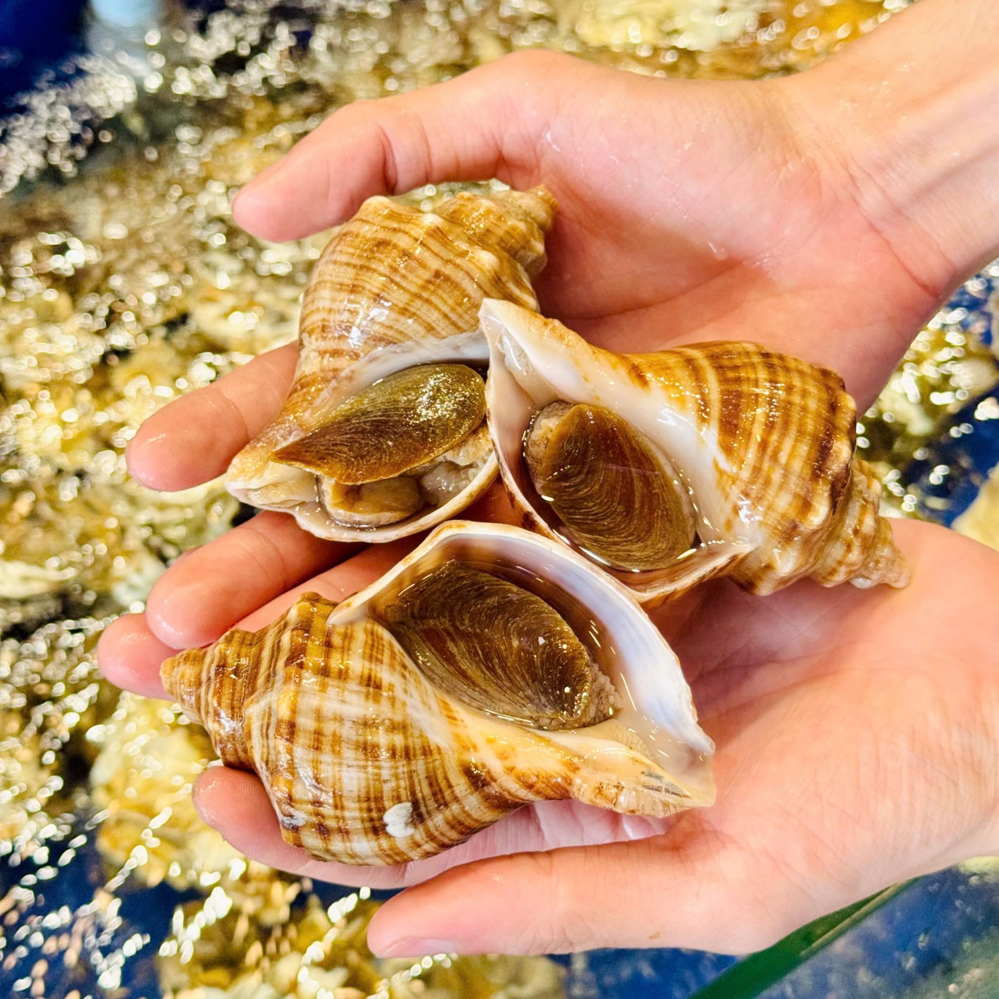 Ốc Xoắn Hàn Quốc (Ốc Stubugai) - Sống