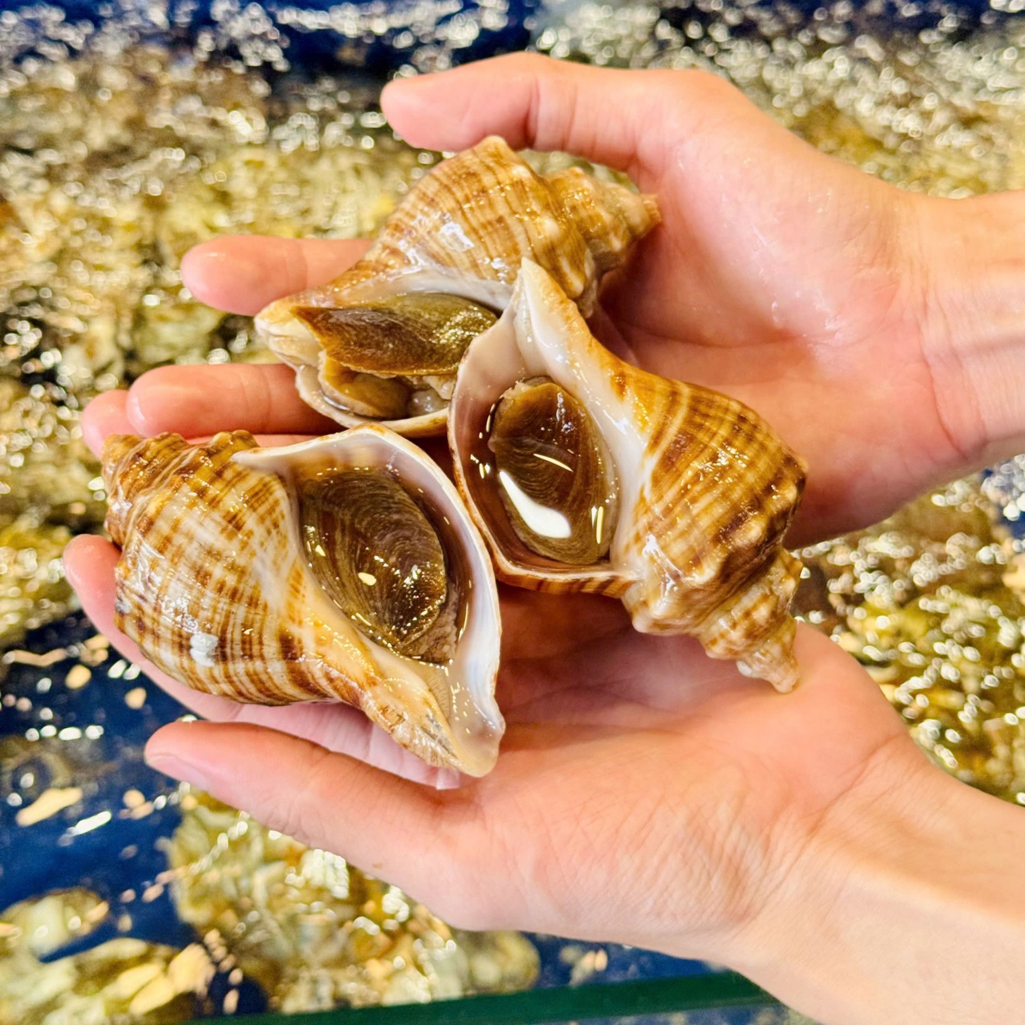 Ốc Xoắn Hàn Quốc (Ốc Stubugai) - Sống