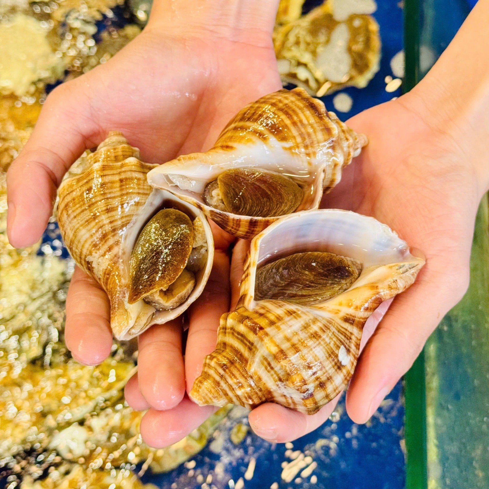 Ốc Xoắn Hàn Quốc (Ốc Stubugai) - Sống