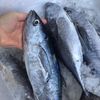 Cá Ngừ Tươi VITOT 1 Con Nặng 2-3kg Rất Nhiều Chất Dinh Dưỡng, Thơm Ngon Đặc Biệt