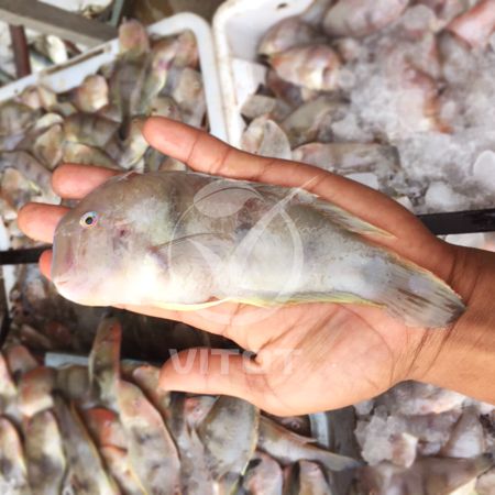 Cá Rô Biển VITOT Thơm Giòn, Thịt Mềm Siêu Ngọt
