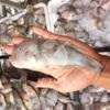 Cá Rô Biển VITOT Thơm Giòn, Thịt Mềm Siêu Ngọt