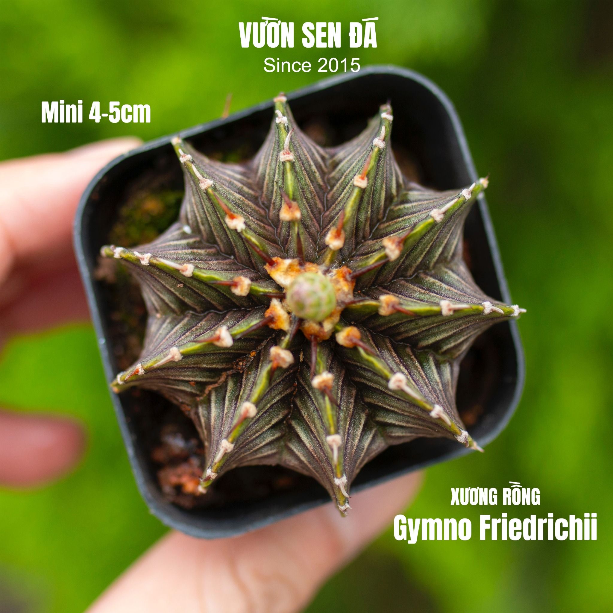 Xương rồng gymno Friedrichii 4-5cm (chậu nhựa)