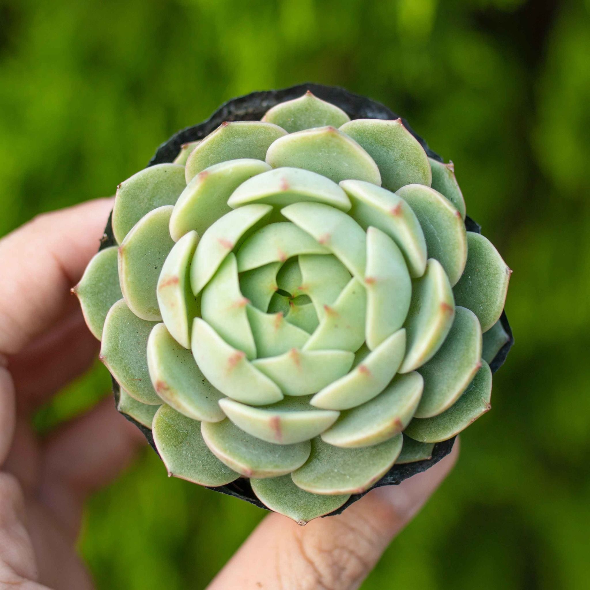 Sen đá hoa hồng xanh giống mới 5-7cm (bịch nhựa)
