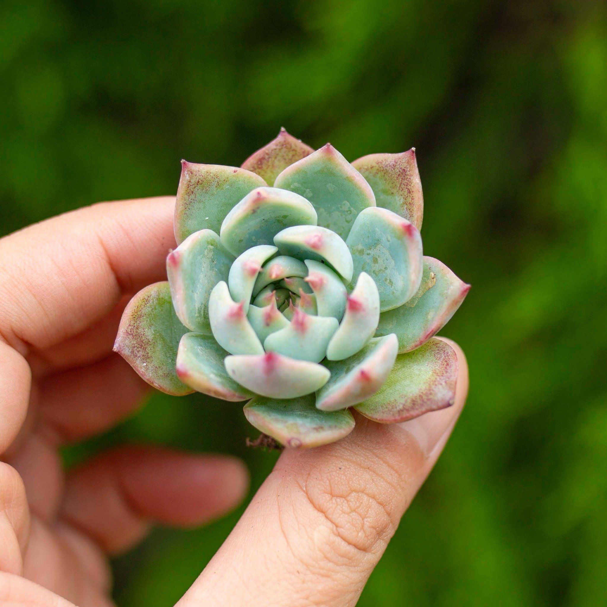 Sen đá bánh bao lửa - Sen vỉ mini 2-3cm (không chậu)