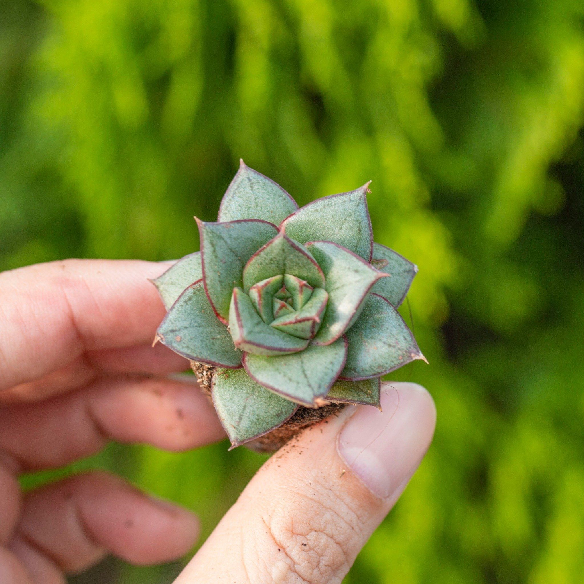 Sen đá hoa hồng đen - Sen vỉ mini 2-3cm (không chậu)