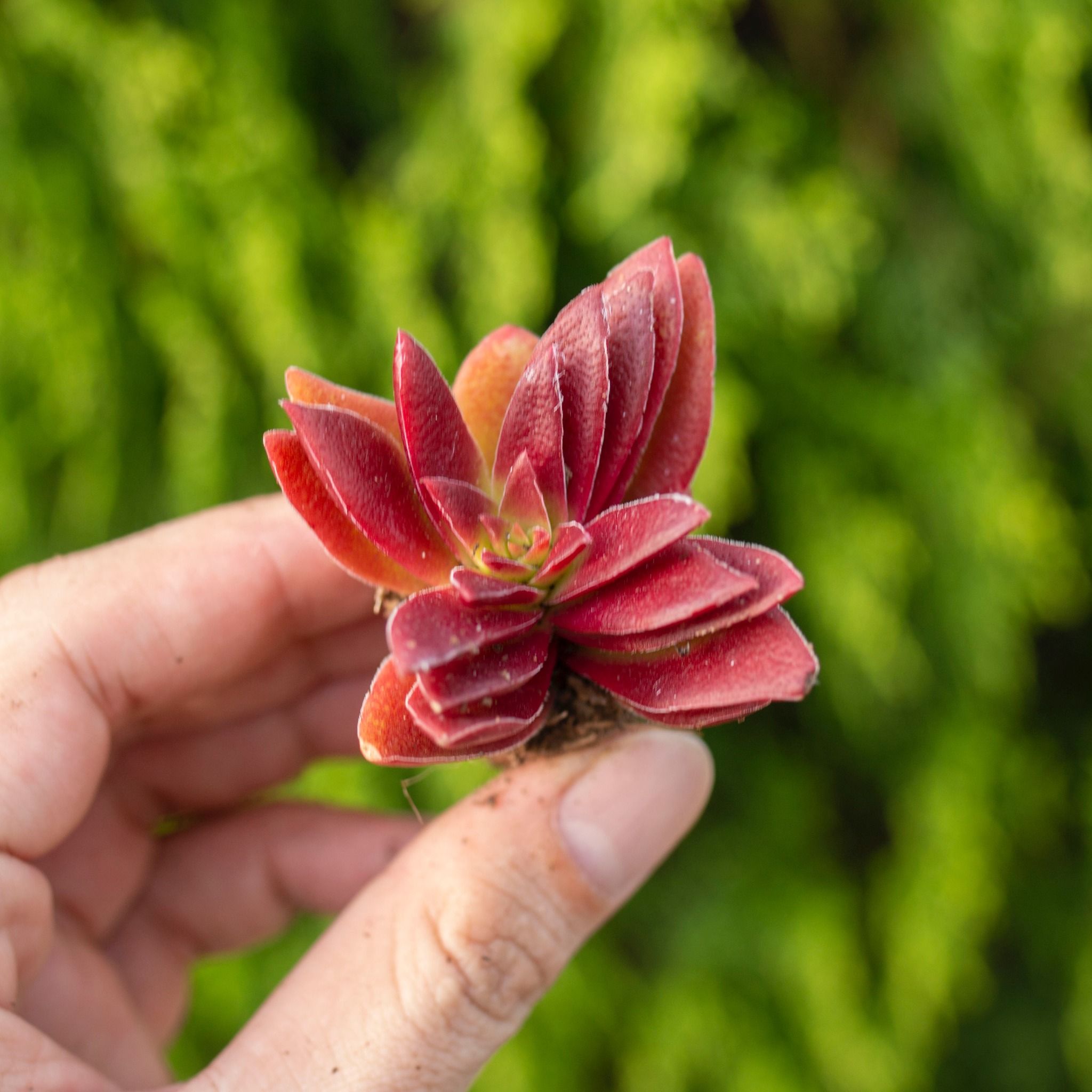 Sen đá tứ phương - Sen vỉ mini 2-3cm (không chậu)