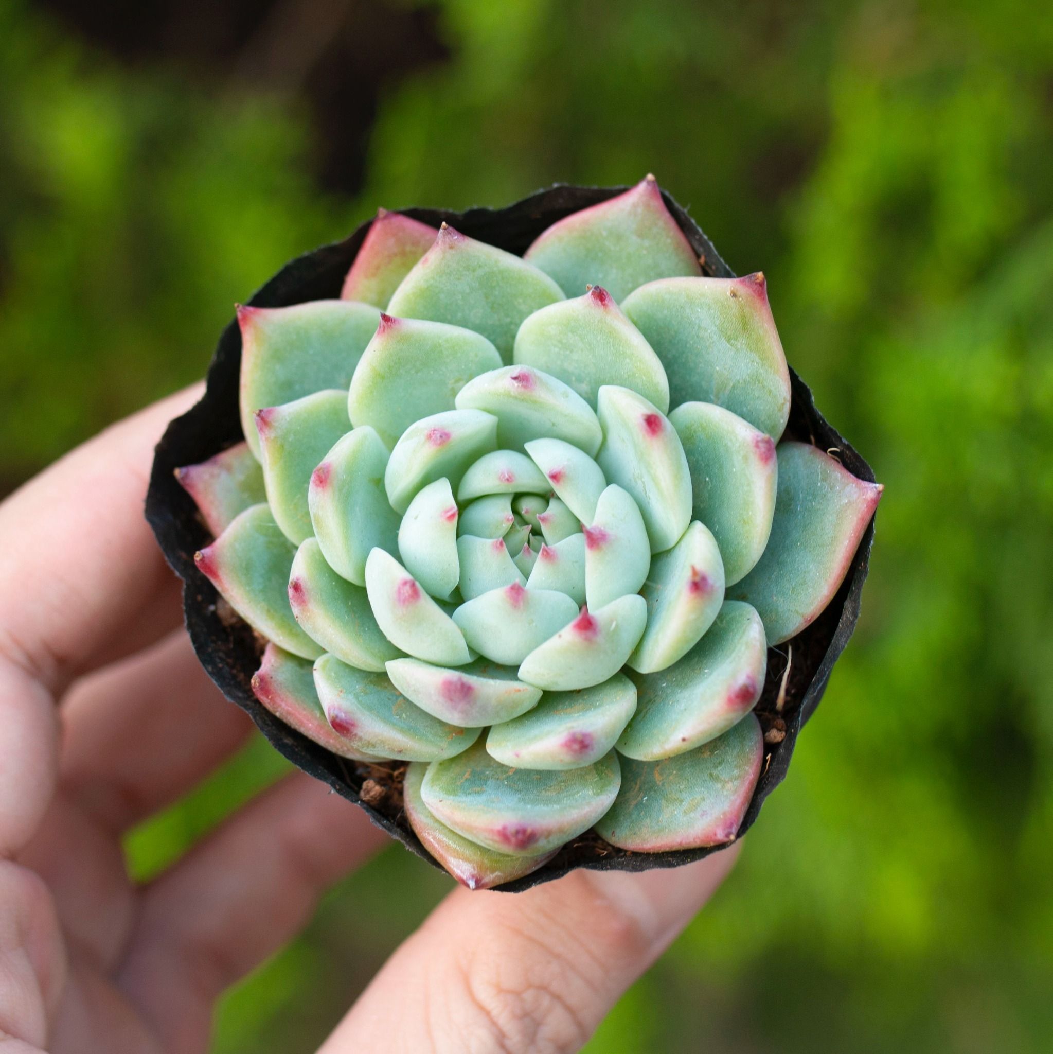 Sen đá bánh bao lửa 5-7cm (bịch nhựa)