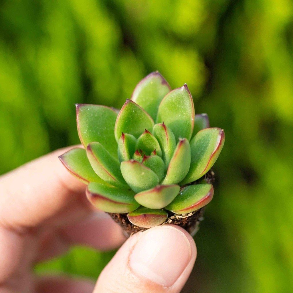Sen đá viền lửa - Sen vỉ mini 2-3cm (không chậu)