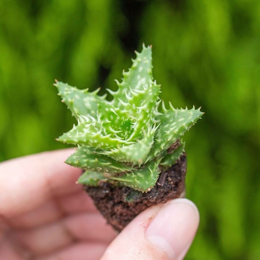 Sen đá hàm cá mập - Sen vỉ mini 2-3cm (không chậu)